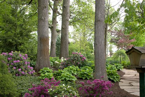 Elegance & Beauty, Rhododendron & Azalea - Smalls LandscapingSmalls Landscaping