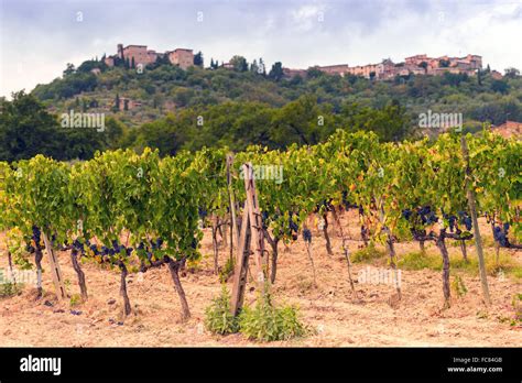 vineyards in Tuscany Stock Photo - Alamy