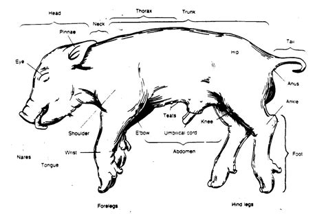 [DIAGRAM] Female Fetal Pig Labeled Diagram - MYDIAGRAM.ONLINE