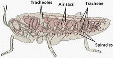 AN experiment invovlving the dissection of an insect to idnetify its ...