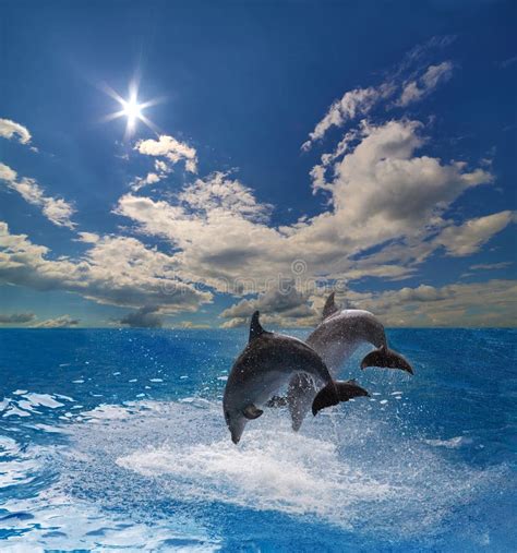 Two Dolphins Jump Above Water Stock Photo - Image of ocean, dolphin: 59308318