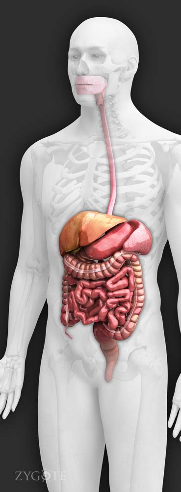 Zygote::3D Male Digestive System Model | Human | Medically Accurate