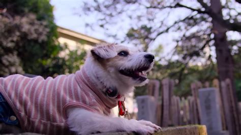 Let Netflix’s Shamelessly Adorable New Docuseries, Dogs, Revive Your Soul | Vanity Fair