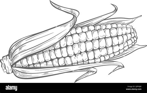 Maize Corn Clipart Black