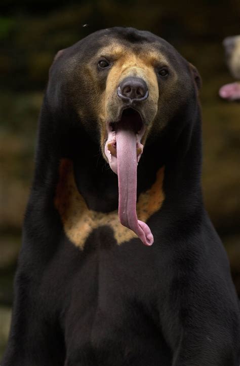 Sun Bear | Malayan sun bear, Bear, Bear species