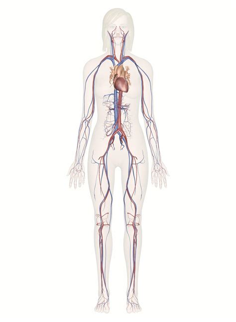 Diagram Of The Cardiovascular System The Heart And Circulato