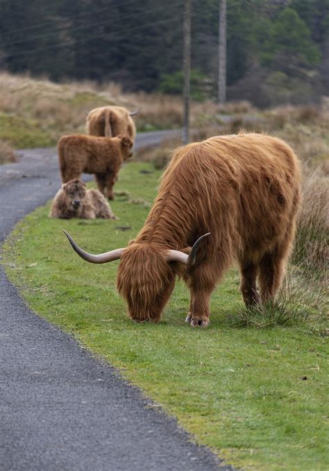 Highland Coos in Glen Lonan, United Kingdom