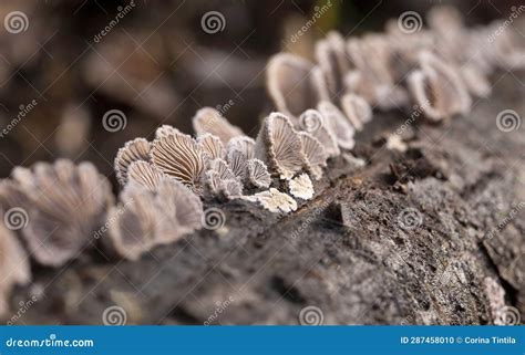 Schizophyllum Commune is a Species of Fungus in the Genus Schizophyllum ...