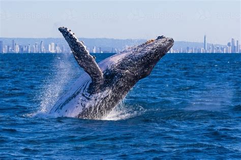 Image of Humpback whale breaching - Austockphoto