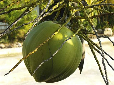 Growing Dwarf Coconut Trees - A Complete Guide | Agri Farming