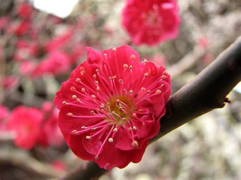 Plum Blossom in Kyoto (Ume) | Travel Guide 2024 | Kyuhoshi