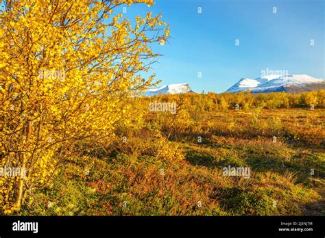 Abisko national park in september with autumn colors and Lapporten in background and snow on the ...
