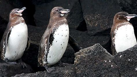 Galapagos Penguin: How & Where to Spot Penguins At Galapagos