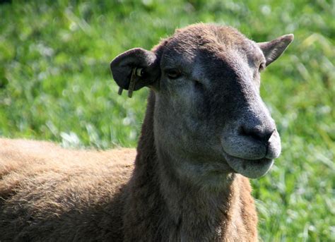 Sheep and Goats | University of Maryland Extension