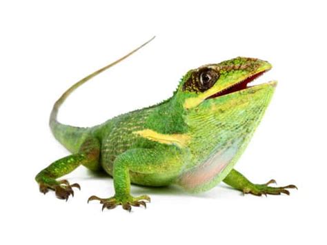 Knight Anole (Anolis equestris) | ReptileTalk NET