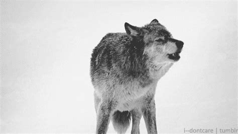 Wolf GIF - Find & Share on GIPHY