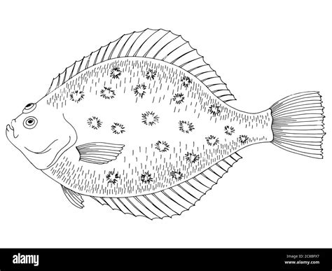 Flounder Clipart Black And White