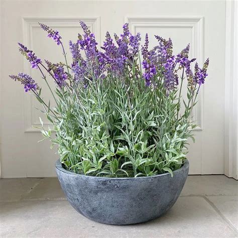 How to Grow Lavender Plants