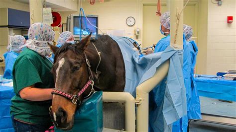 Using lasers in equine surgery - Horse & Hound