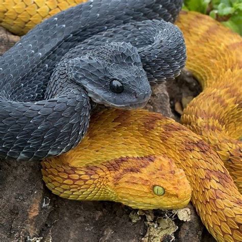 Same species, different colours (atheris squamigera) : r/oddlysatisfying