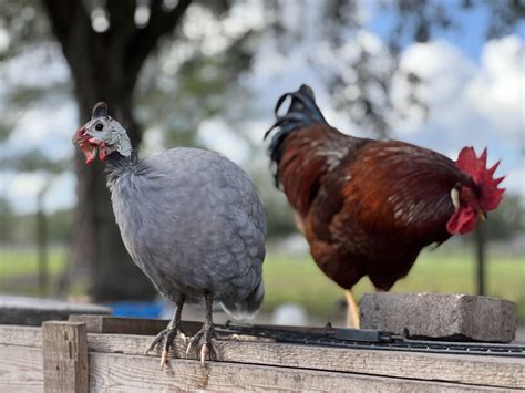 The Ultimate Egg Showdown - Chicken vs. Guinea Fowl — Thirty Oaks Ranch