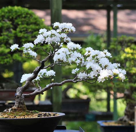 16 Common Bonsai Tree Species to Grow