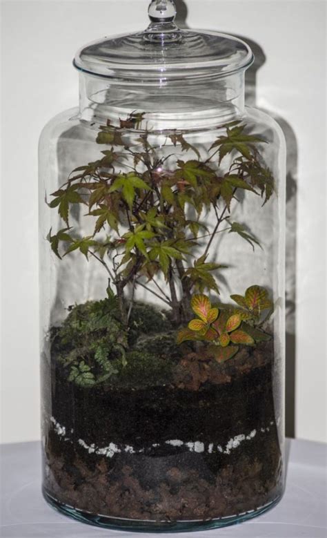 How To Care For A Closed Terrarium - Essential Tips - Smart Garden Guide