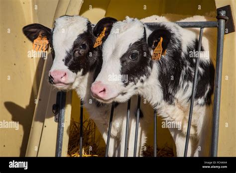 HOLSTEIN FRIESIAN CALF Stock Photo - Alamy