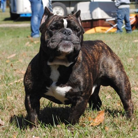 Shorty Bull Info, History, Temperament, Training, Puppies, Pictures