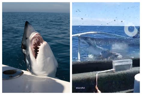 Watch Moment Huge Shark Jumps Onto Fishing Boat: 'We Were Lucky' - Newsweek