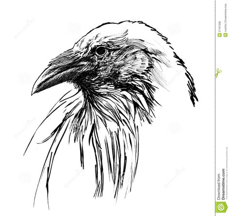 Young raven head | Bird drawings, Raven, Drawings