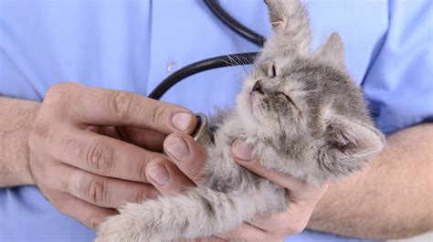 Cat flu: Symptoms, Treatment And Care - The Happy Cat Site