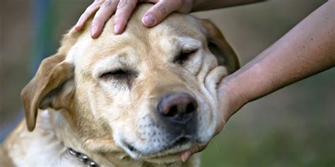 Dogs Prefer Petting Way More Than You Thought | HuffPost