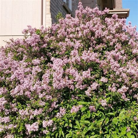 Dwarf Korean Lilac | Buy at Nature Hills Nursery | Lilac bushes, Korean ...