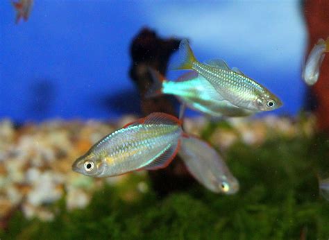 Neon Dwarf Rainbowfish - SWEET KNOWLE AQUATICS ONLINE SHOP