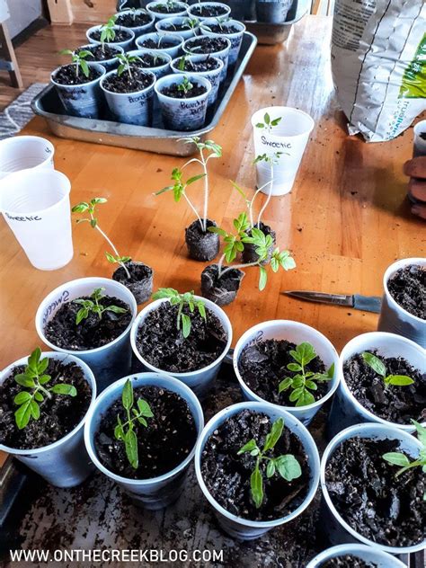 Transplanting Tomatoes Into Cups | Tomato seedlings, Tomato seed ...