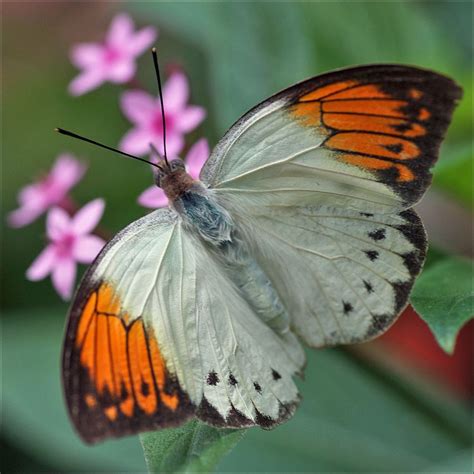 Female Great Orange Tip | Butterfly pictures, Beautiful butterflies, Animals beautiful