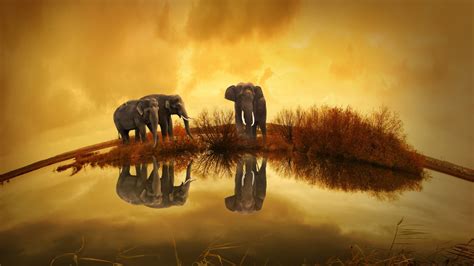 1920x1080 Resolution Elephants Wildlife River Thailand 1080P Laptop Full HD Wallpaper ...