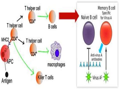 Secondary immune response