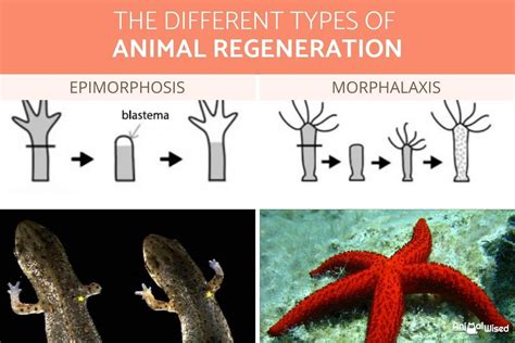 Examples of Regeneration in Animals - Animals That Can Regenerate (with Photos)