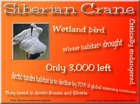 Climate Change- Siberian Crane