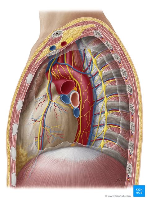 13+ Fakten über Which Organ Sits In The V Part Of The Ribs! This is the first part of the colon.