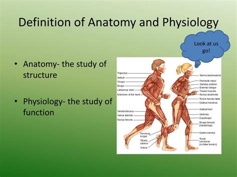 PPT - The Anatomy and Physiology of the Muscular System PowerPoint Presentation - ID:2002854