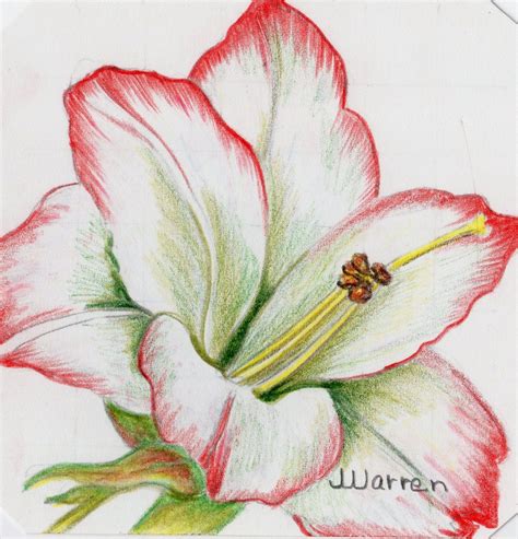 AMARYLLIS 4 X 4 Watercolor Jan Warren, Artist | Watercolor tulips, Watercolor poppies, Flower ...