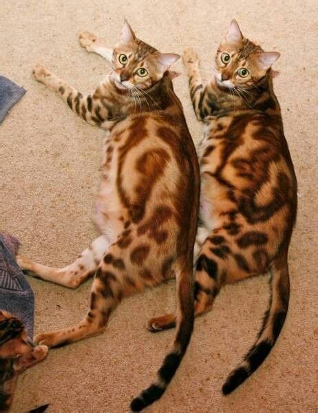 marbled bengal cat | Marble Bengal cat Marble Bengal Cat, Bengal Cats ...