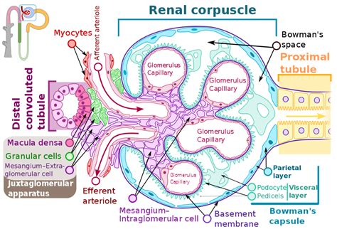 macula densa cells function - Google Search | Medical school stuff ...