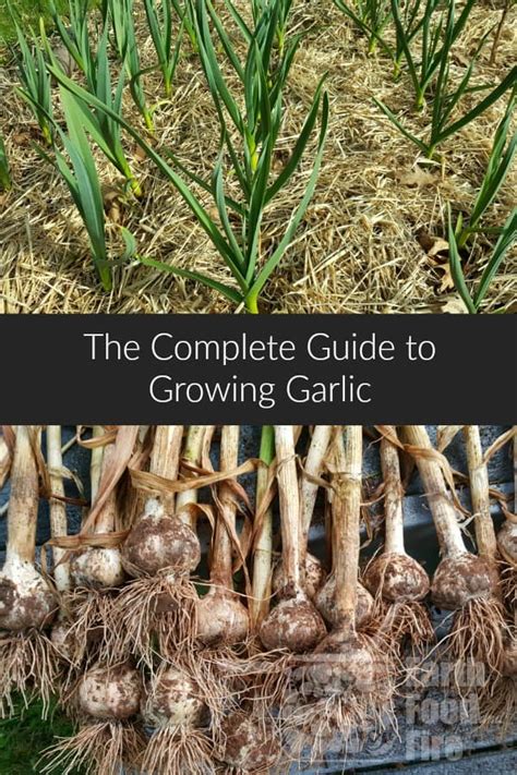 The Complete Guide To Growing Garlic At Home | Fall vegetables to plant ...