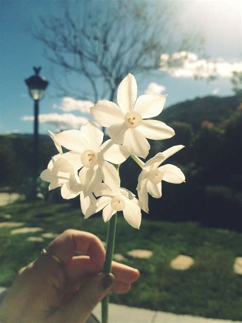 Via @aliciagerrard on #instagram #photography #flowers #paperwhites #pretty | Flowers, Flowers ...