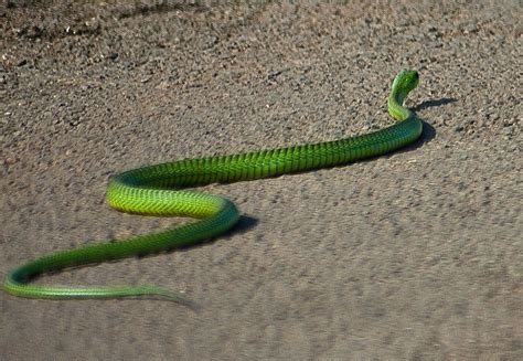 Can anyone help me identify this snake? Green Mamba???