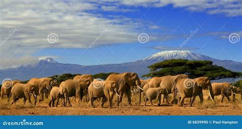 Kilimanjaro Elephants stock photo. Image of herd, country - 6839990